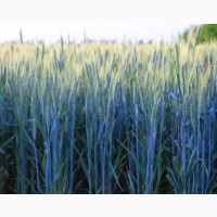 Продам насіння озимої пшениці - Сталева