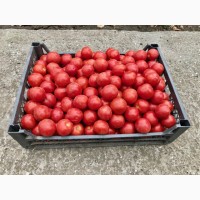 Продажа помидор