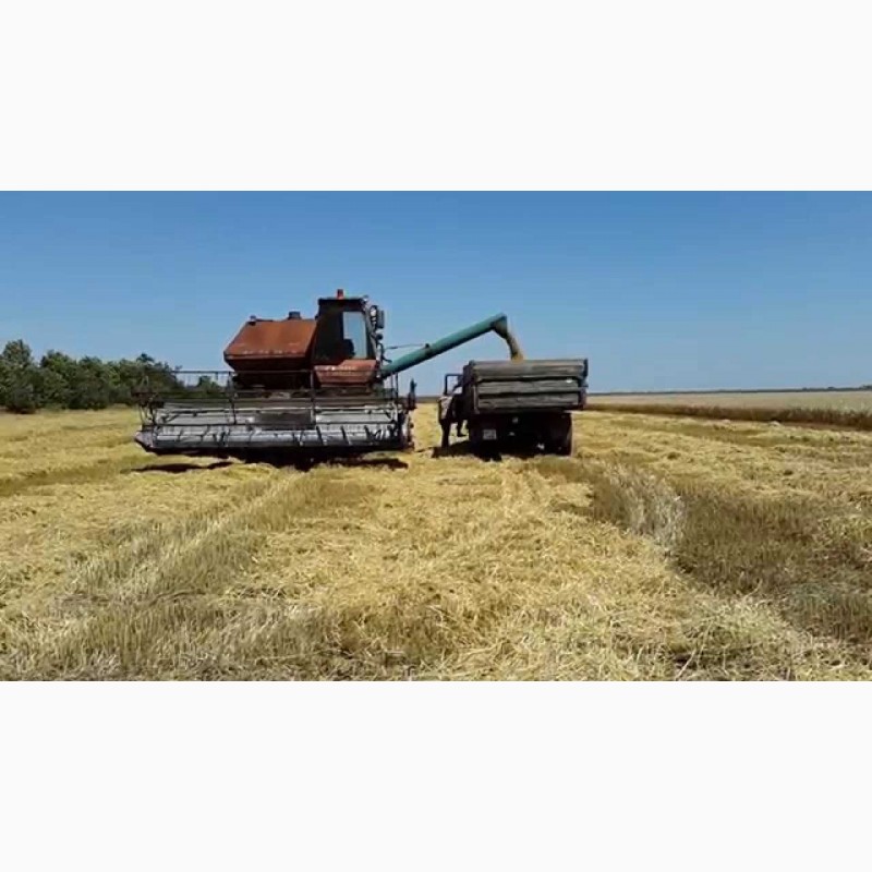 Фото 2. Куплю зерно: пшеницу с вашего региона