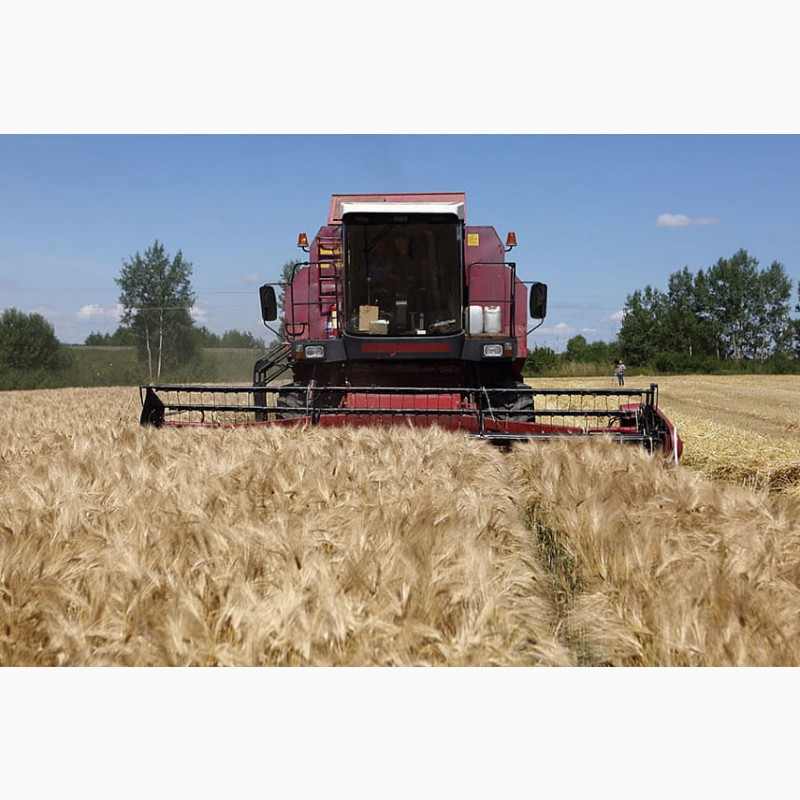 Фото 6. Куплю зерно: пшеницу с вашего региона