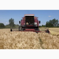 Куплю зерно: пшеницу с вашего региона