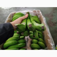 Из Турции оптом продажа Бананов