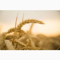 Семена озимой пшеницы МУЛАН Германия