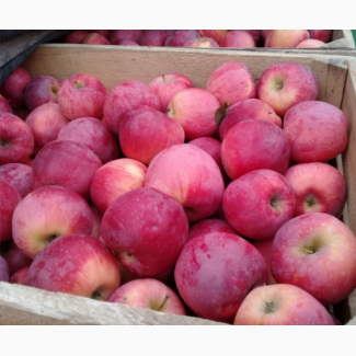 Продам яблука Флоріна Чімпіон Ліза