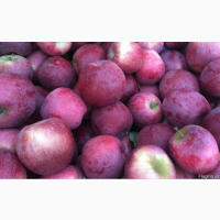 Продам яблука Флоріна Чімпіон Ліза
