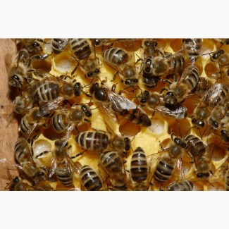 Продам неплодных пчеломаток