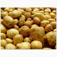 Продаж картоплі оптом, Вінницька область
