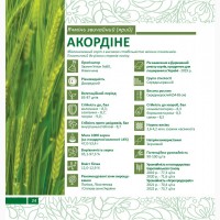 Пропонуємо насіння ячменю ярого Акордіне (СН-1) ПИВОВАРНИЙ