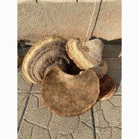 Березовий гриб трутовик