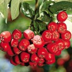 Рябина обыкновенная плоды Горобина звичайна ягода