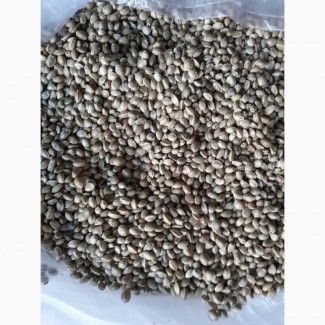 Продам семена конопли технической, сорт ЮСО-31