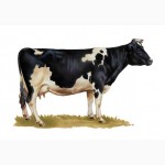 Українська чорно-ряба молочна корова