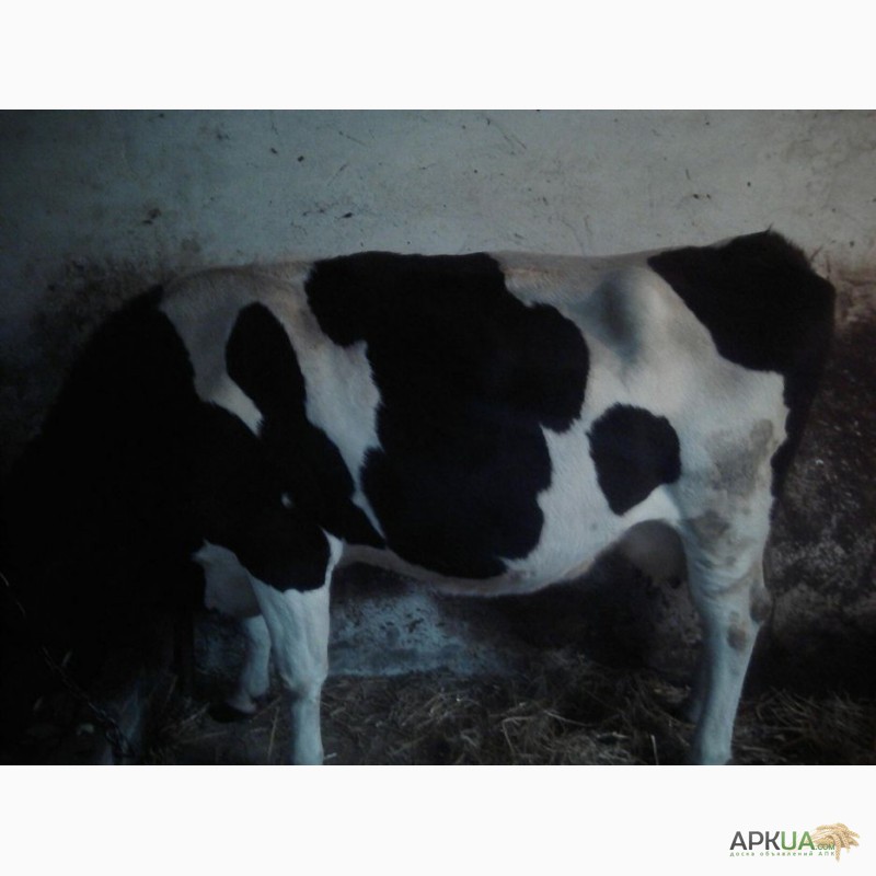 Фото 4. Продам корову