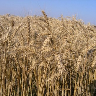 Продам семена озимой пшеницы Нива Одесская (элита)