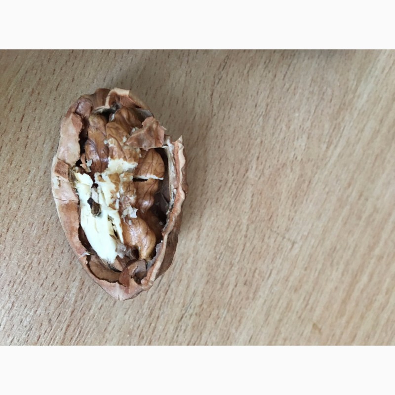 Фото 2. Продам саженцы грецкого ореха Идеал, ВНИМАНИЕ продажи осень 2021. Звоните
