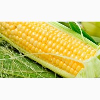 Продам семена кукурузы Украинской селекции ФАО 180 - 310, Полтавская обл