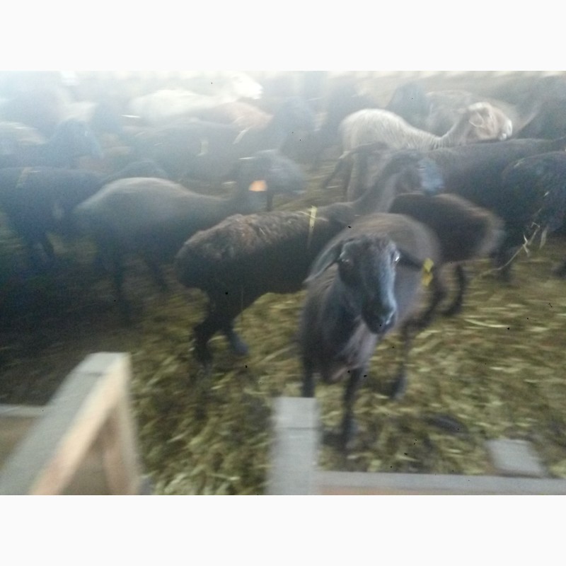 Фото 8. Курдючные овцы