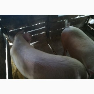 Продам свиней живым весом ландрас