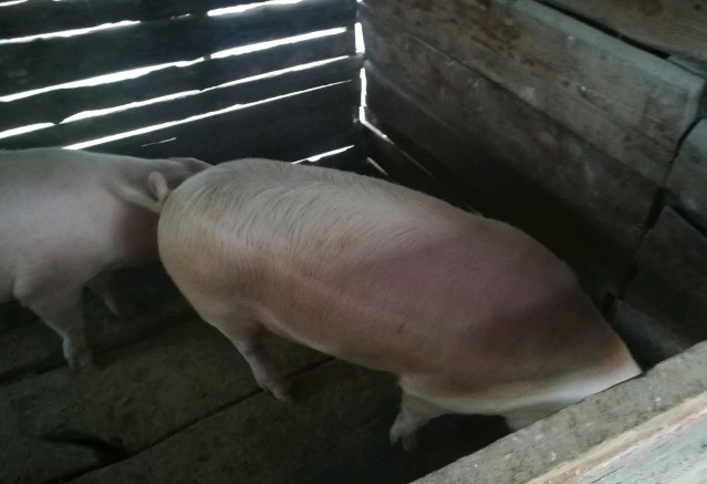 Фото 2. Продам свиней живым весом ландрас