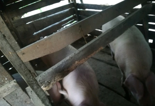 Фото 3. Продам свиней живым весом ландрас