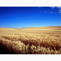 Закуповуємо на постійній основі пшеницю по Миколаївській області