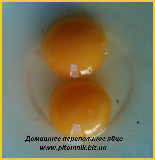 Фото 4. Свежие яйца перепелов, домашние
