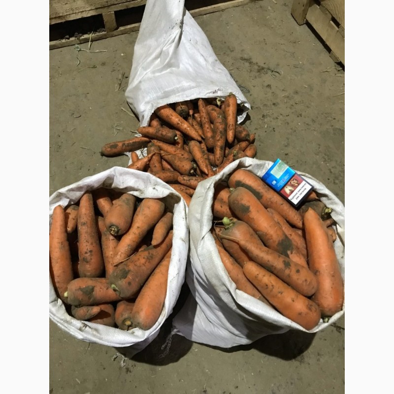 Фото 2. Продаем первосортную морковь