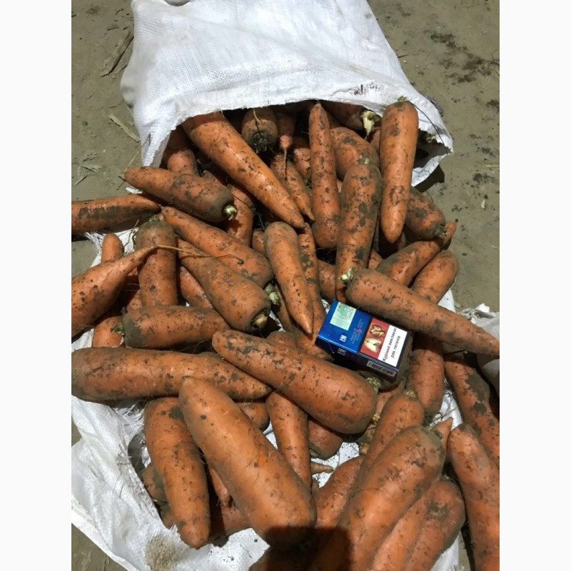Фото 3. Продаем первосортную морковь
