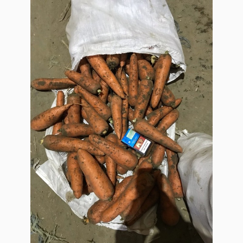 Фото 5. Продаем первосортную морковь