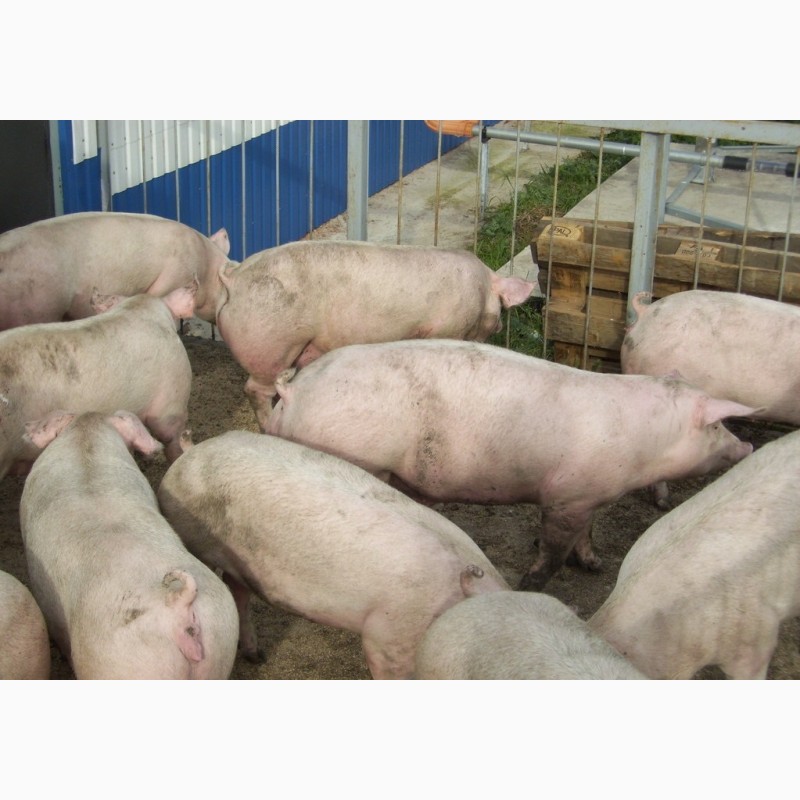 Фото 2. Продажа свиней ландрас пьетрен
