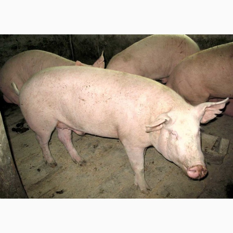 Фото 4. Продажа свиней ландрас пьетрен
