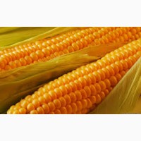 ДН Хортиця насіння кукурудзи ФАО 240