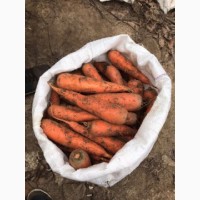 Продам морковь сорта Нативо