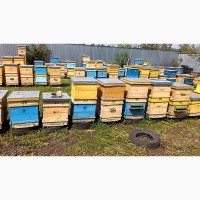 Пчелосемьи, пчёлы, Пасека, бджоли