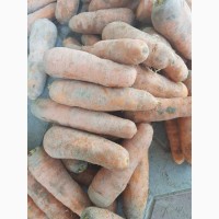 Продам морковь ОПТ вся Украина