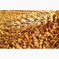 Закупка фуражного зерна, великий об#039;єм