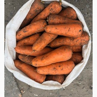 Продам морковь товарную оптом