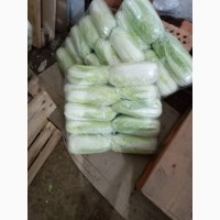 Продам капусту пекінську сорт білко