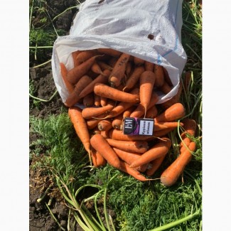Свежая морковь «Абака»
