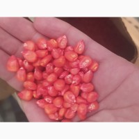 Семена кукурузы Амелиор Франция