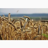 Семена озимой пшеницы КУБУС KWS Германия