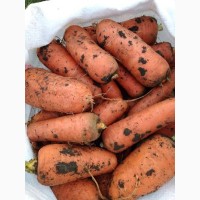 Куплю морковь морковчу морковку на переработку, нетоварний вид, 2 сорт. Цена по образцу