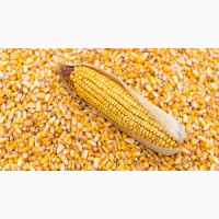 Пропонуємо портії зерна на умовах FCA або DDP