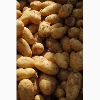 Продаж картоплі оптом, Хмельницька область