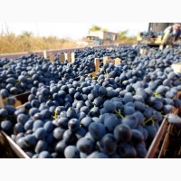 Винодельня покупает урожай 2023, оптом