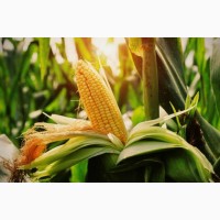 Насіння кукурудзи Кросбі (ФАО 170 )Рост Агро