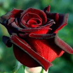 Саженцы роз Магия Ред