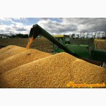 Продажа зерновых кукуруза, пшеница, ячмень