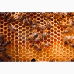 Продам пчелопакеты карпатских пчел 2017