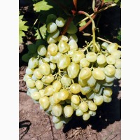 Продам виноград оптом, сорт Аркадия, цена ДОГОВОРНАЯ
